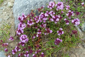 thymus serpyllum (1)